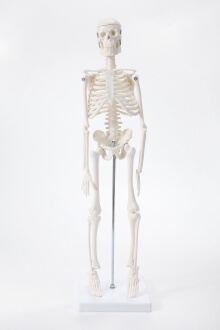 Модель скелета человека Bone учебная 45см-1